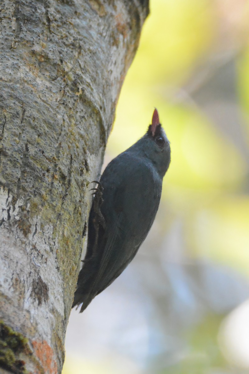 Nuthatch-Vanga - Arthur Geilvoet