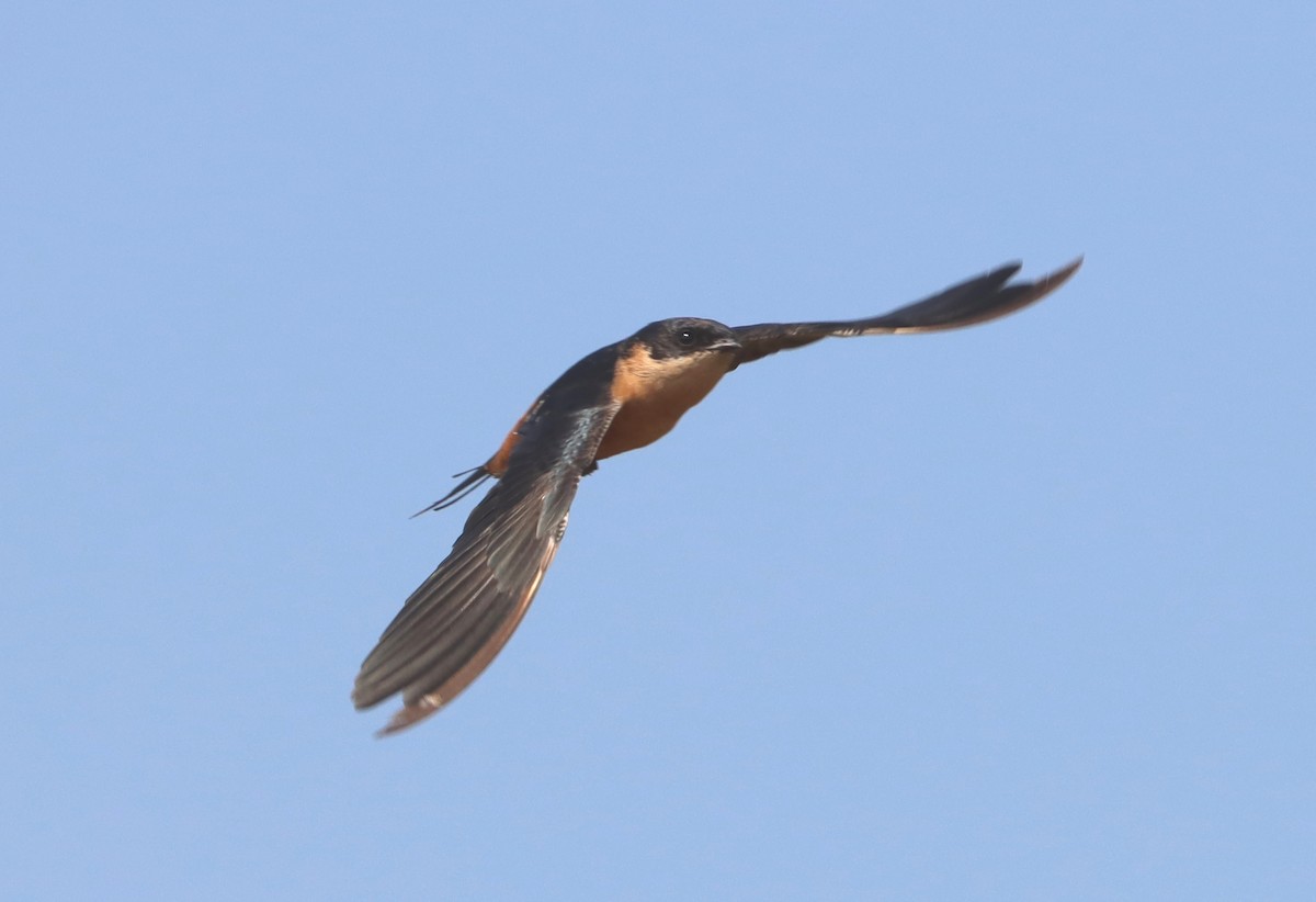 Golondrina Pechirrufa - ML612044160