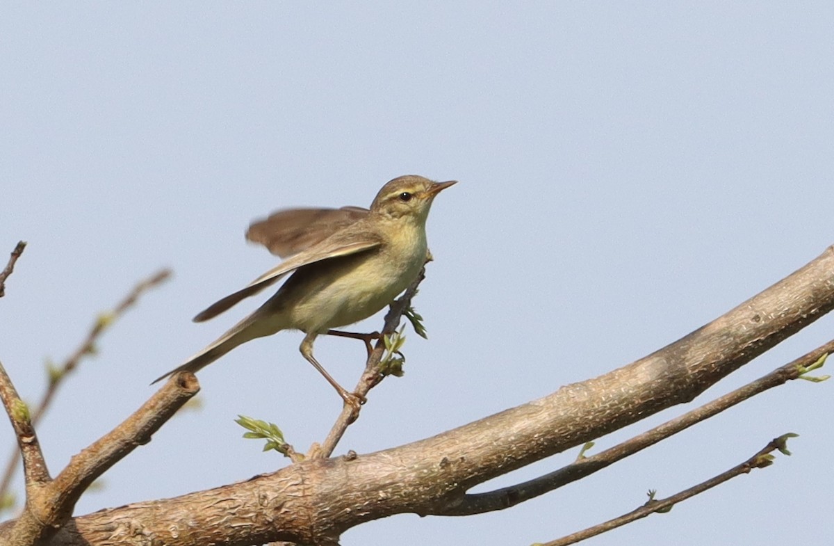 Willow Warbler - ML612044161