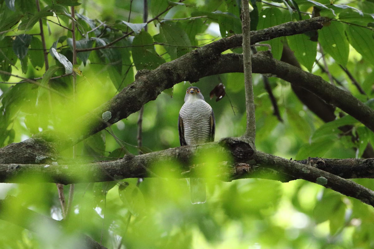 Little Sparrowhawk - ML612044196