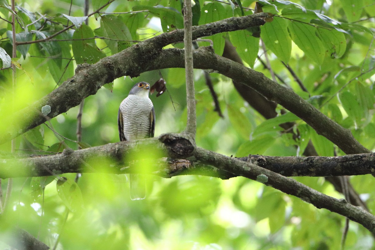 Little Sparrowhawk - ML612044197