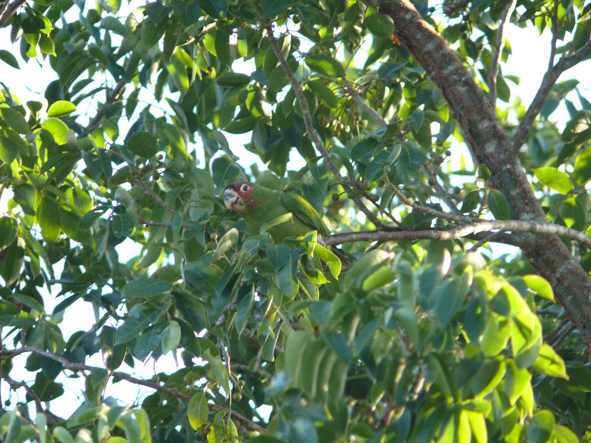 ベニガオメキシコインコ - ML612044249