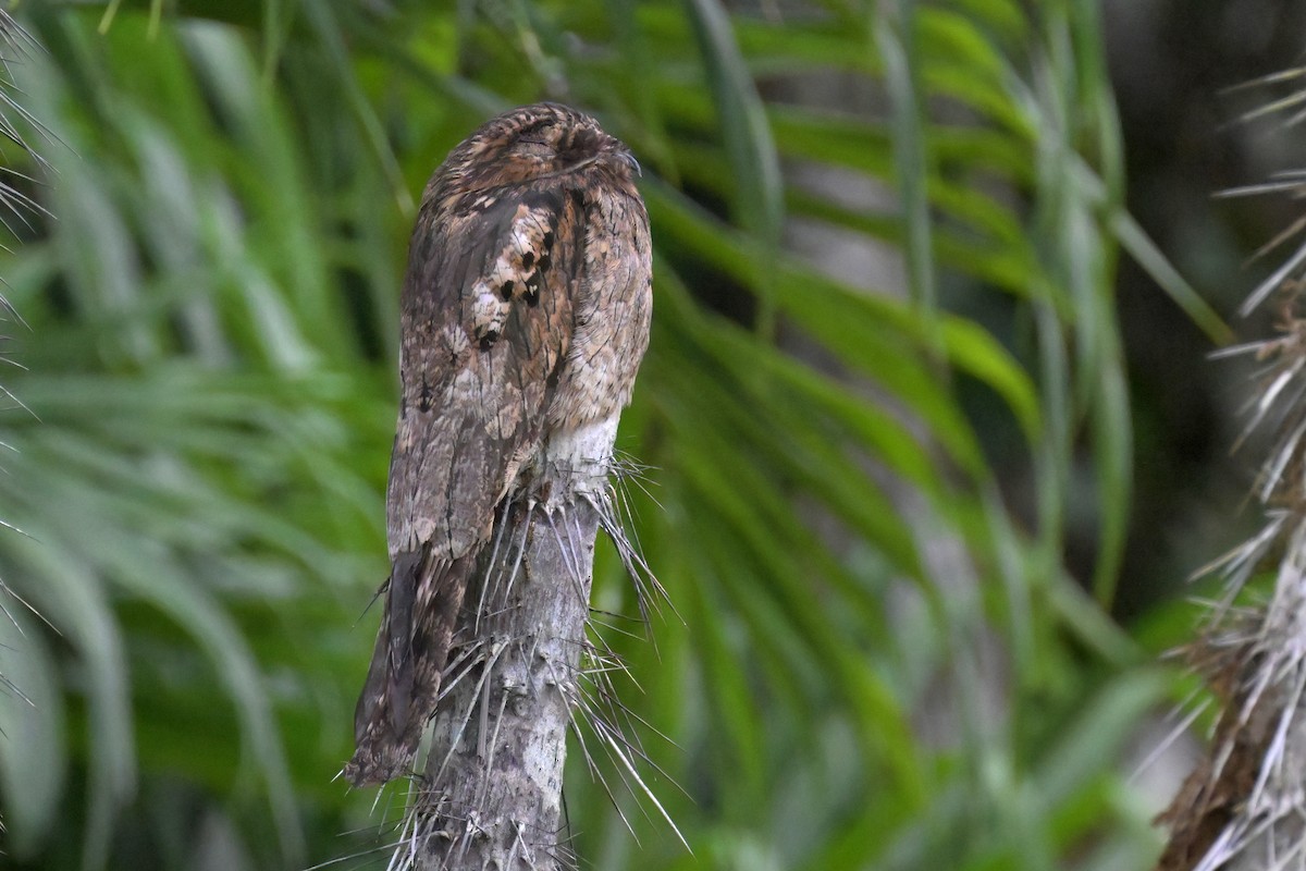 Common Potoo - ML612044266