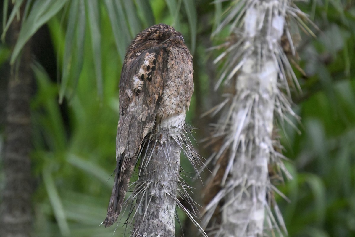 Common Potoo - ML612044268