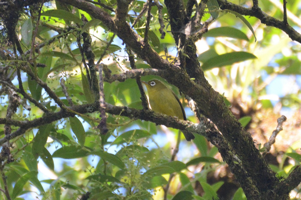 Meratus White-eye - ML612044282