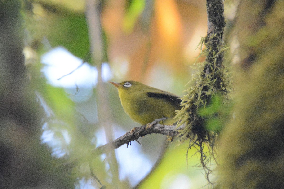 Meratus White-eye - ML612044283