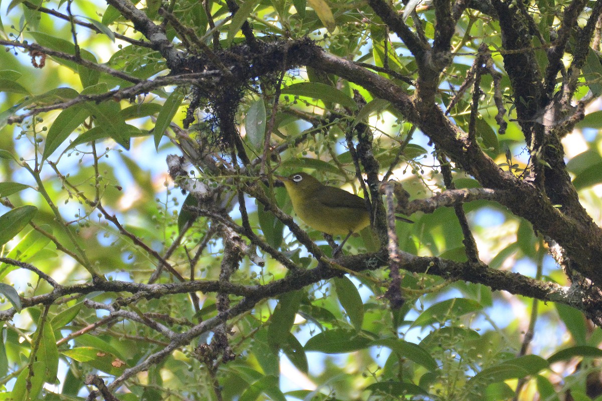 Meratus White-eye - ML612044284