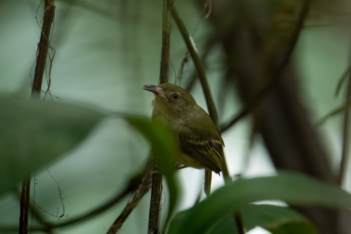 Mosquerito Piquicurvo Sureño - ML612044288