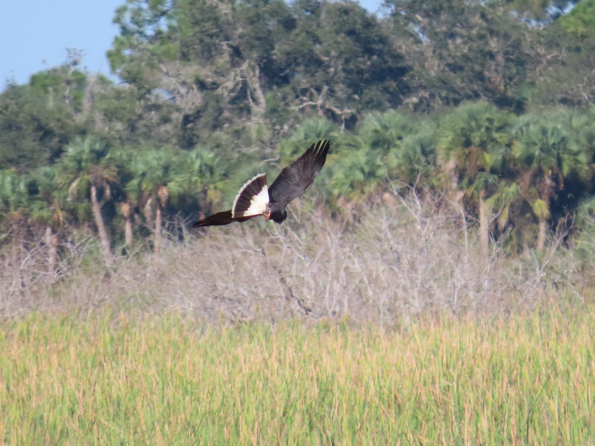 Snail Kite - ML612044310