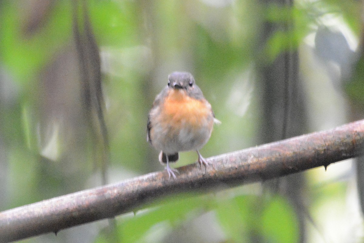 Meratus Blue Flycatcher - ML612044329