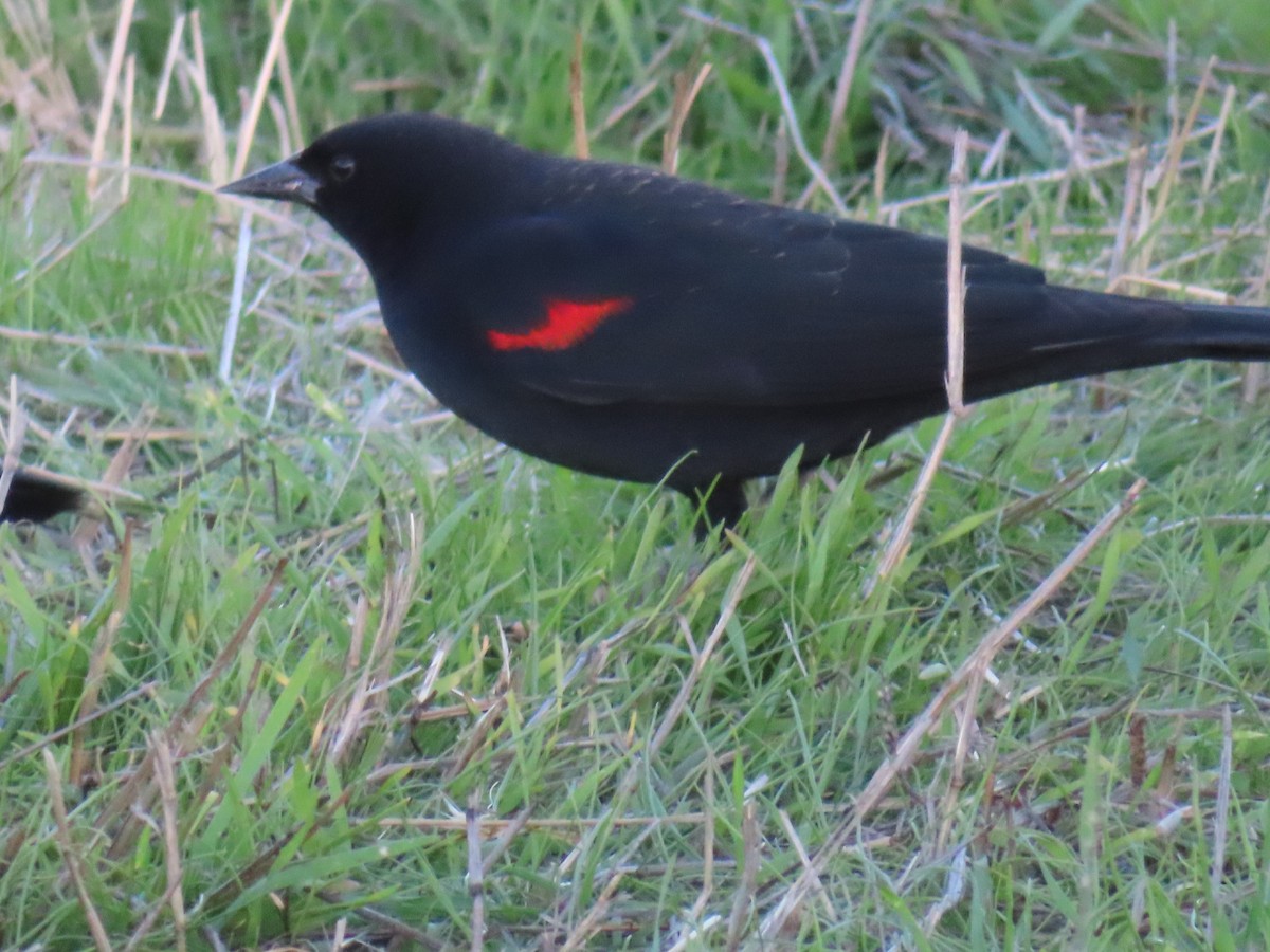 Red-winged Blackbird - ML612044351