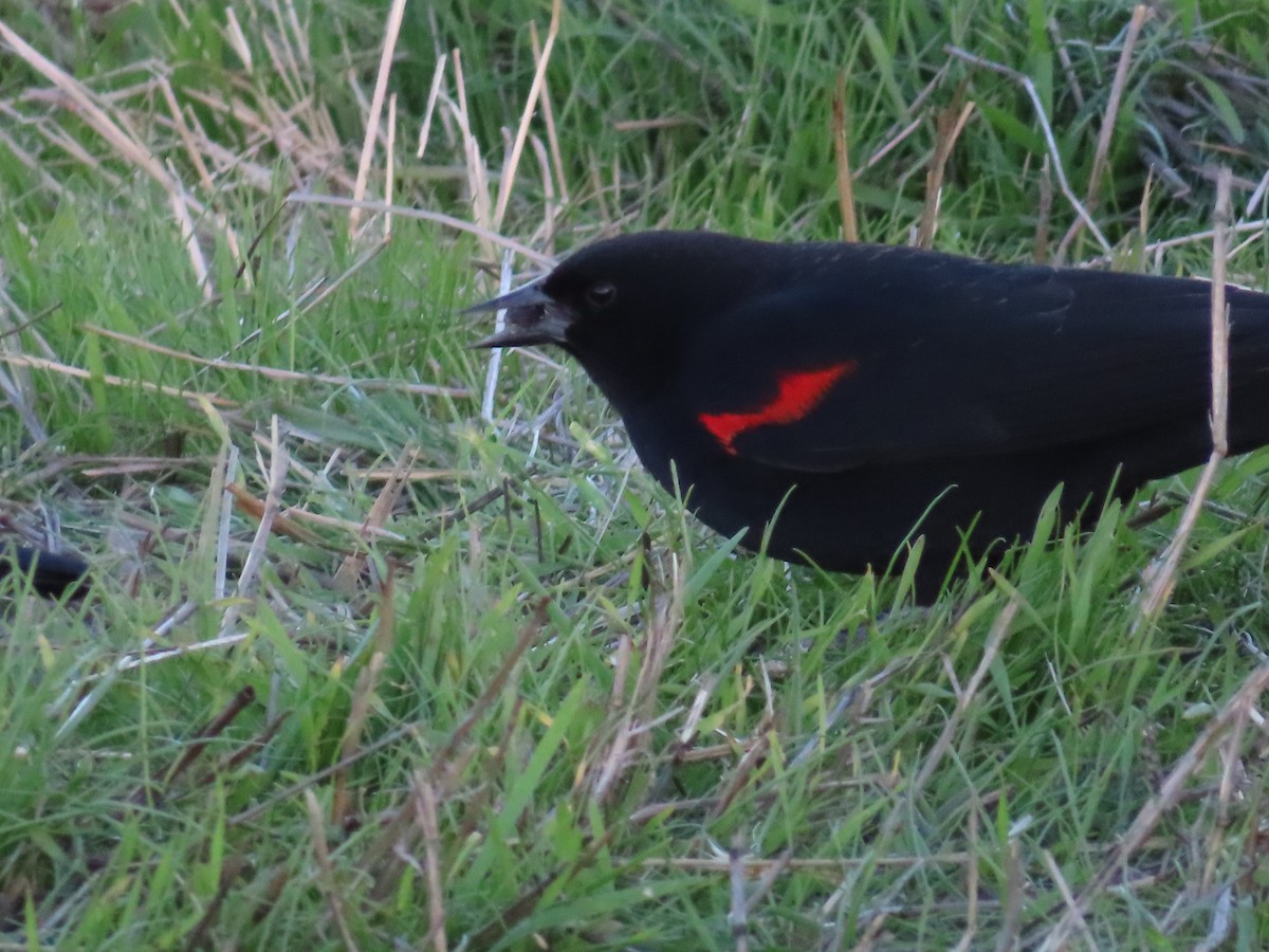 Red-winged Blackbird - ML612044352