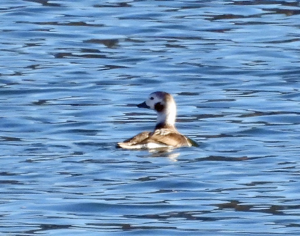 Long-tailed Duck - ML612044363