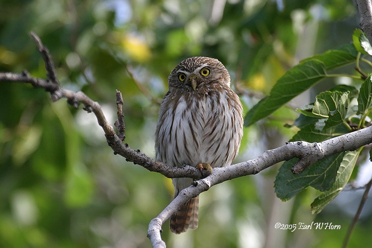 Ferruginous Pygmy-Owl - ML612044395