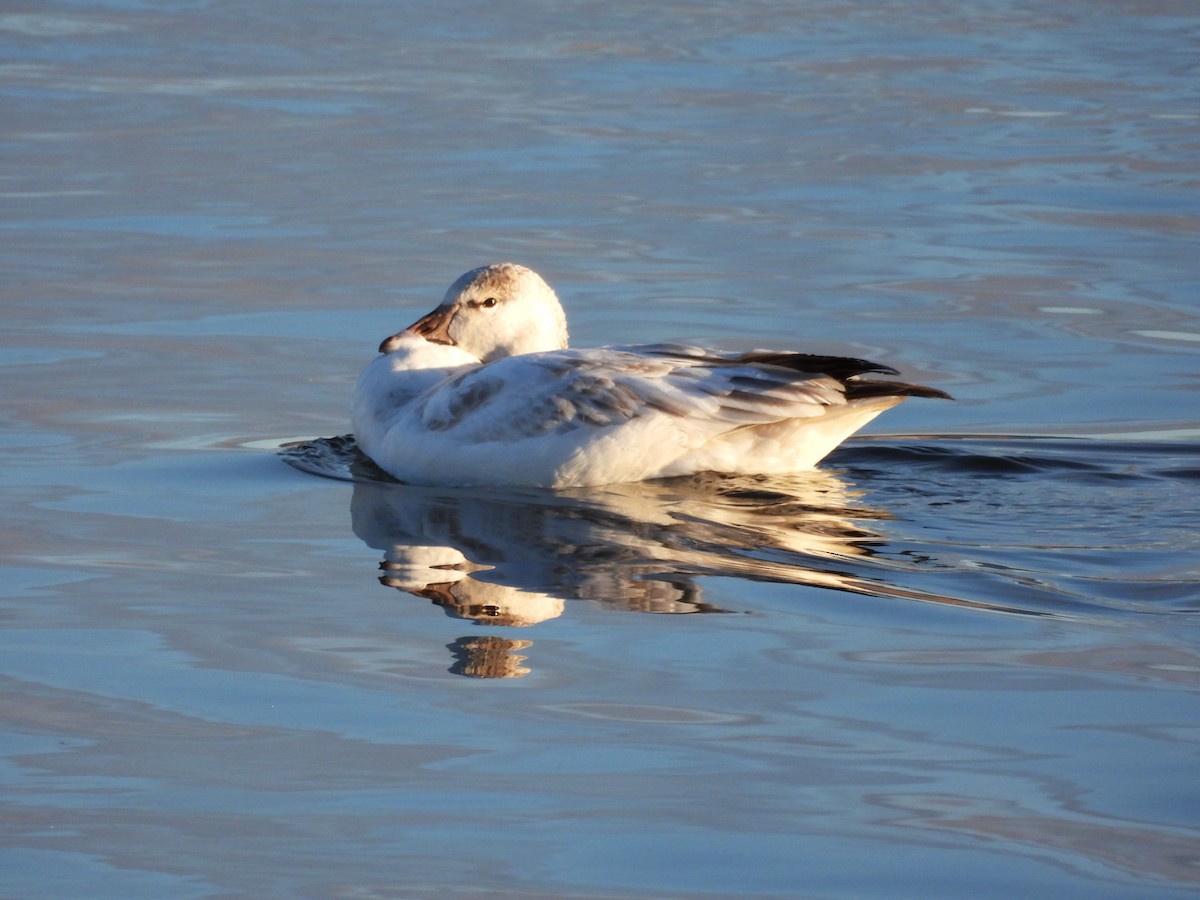 Snow Goose - ML612044489