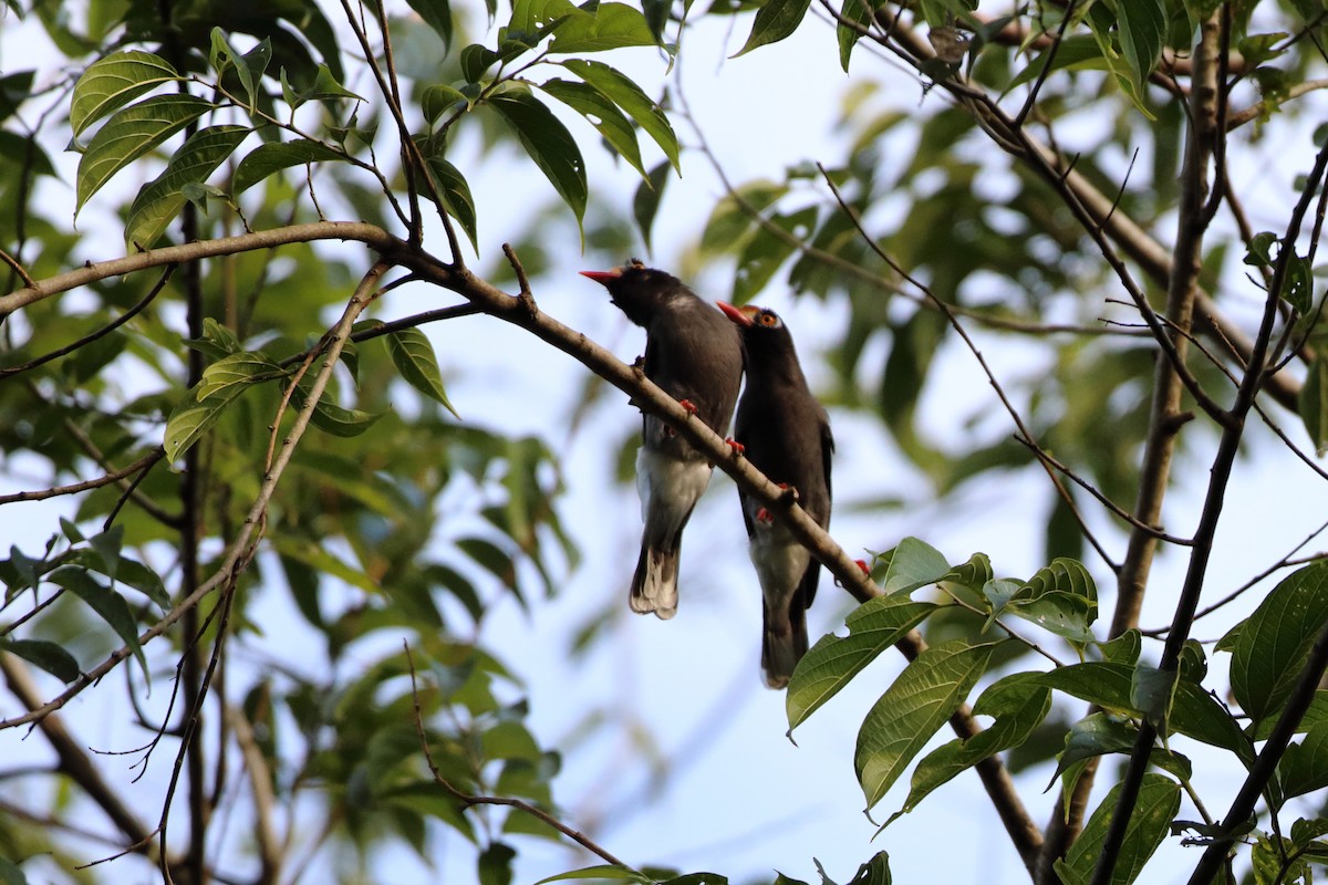 Chestnut-fronted Helmetshrike - Ohad Sherer