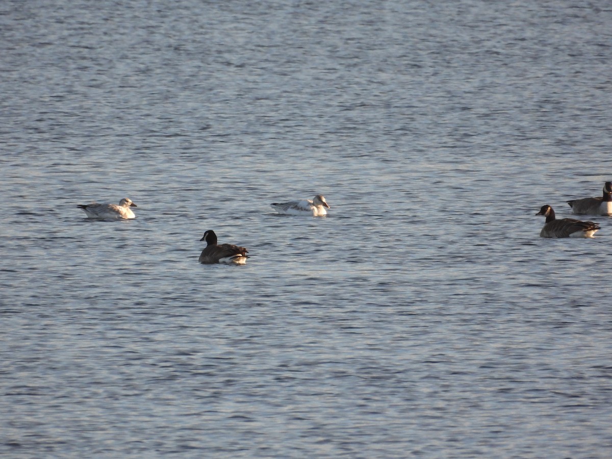 Snow Goose - ML612044511