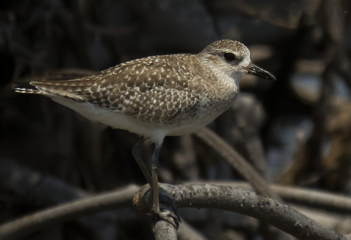 Black-bellied Plover - ML612044512