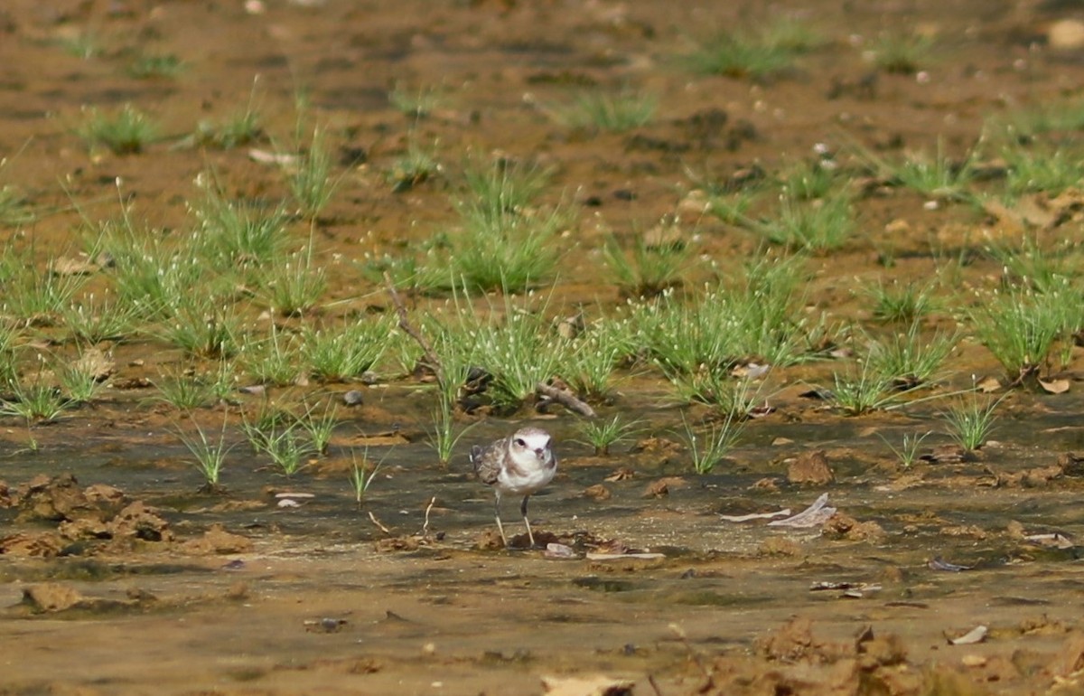 Kentish Plover (Hanuman) - ML612044524