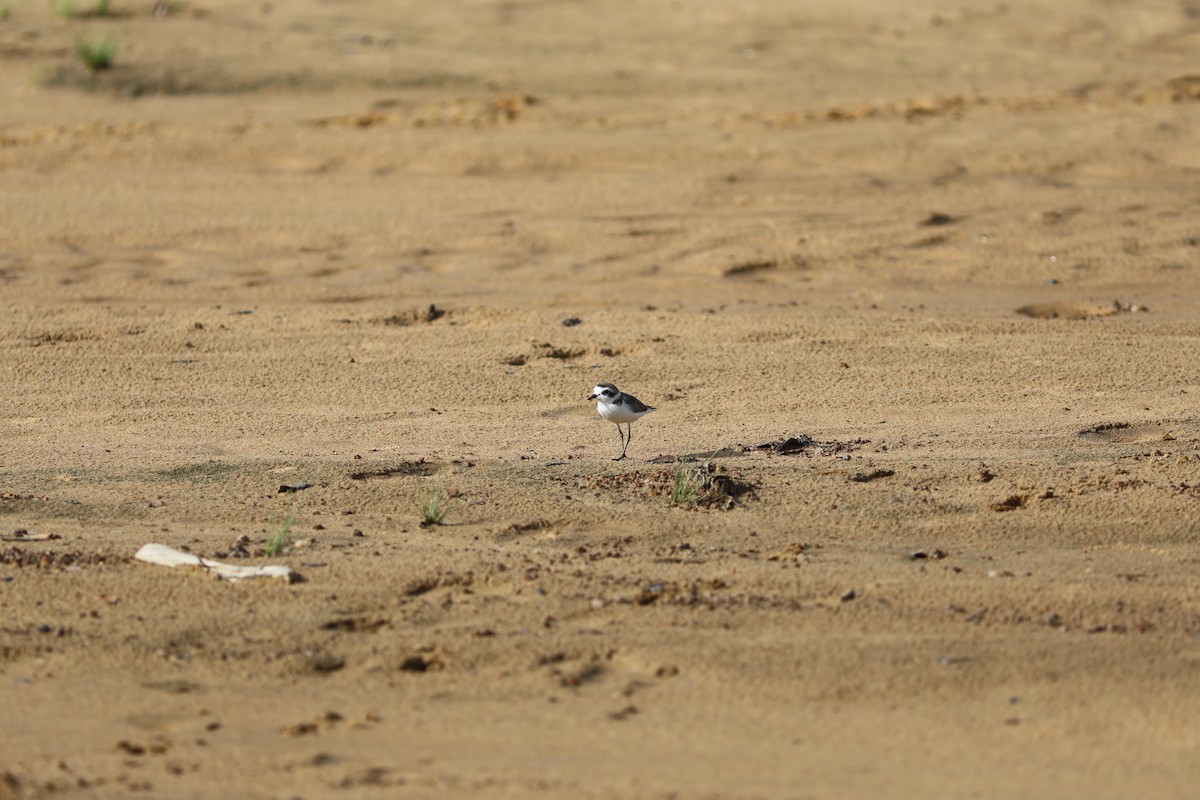 Kentish Plover (Hanuman) - ML612044525