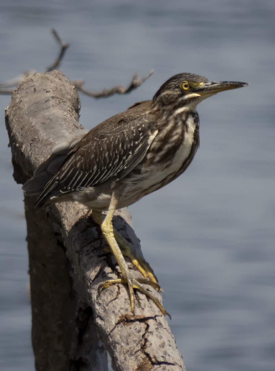 Green Heron - Susan Davis