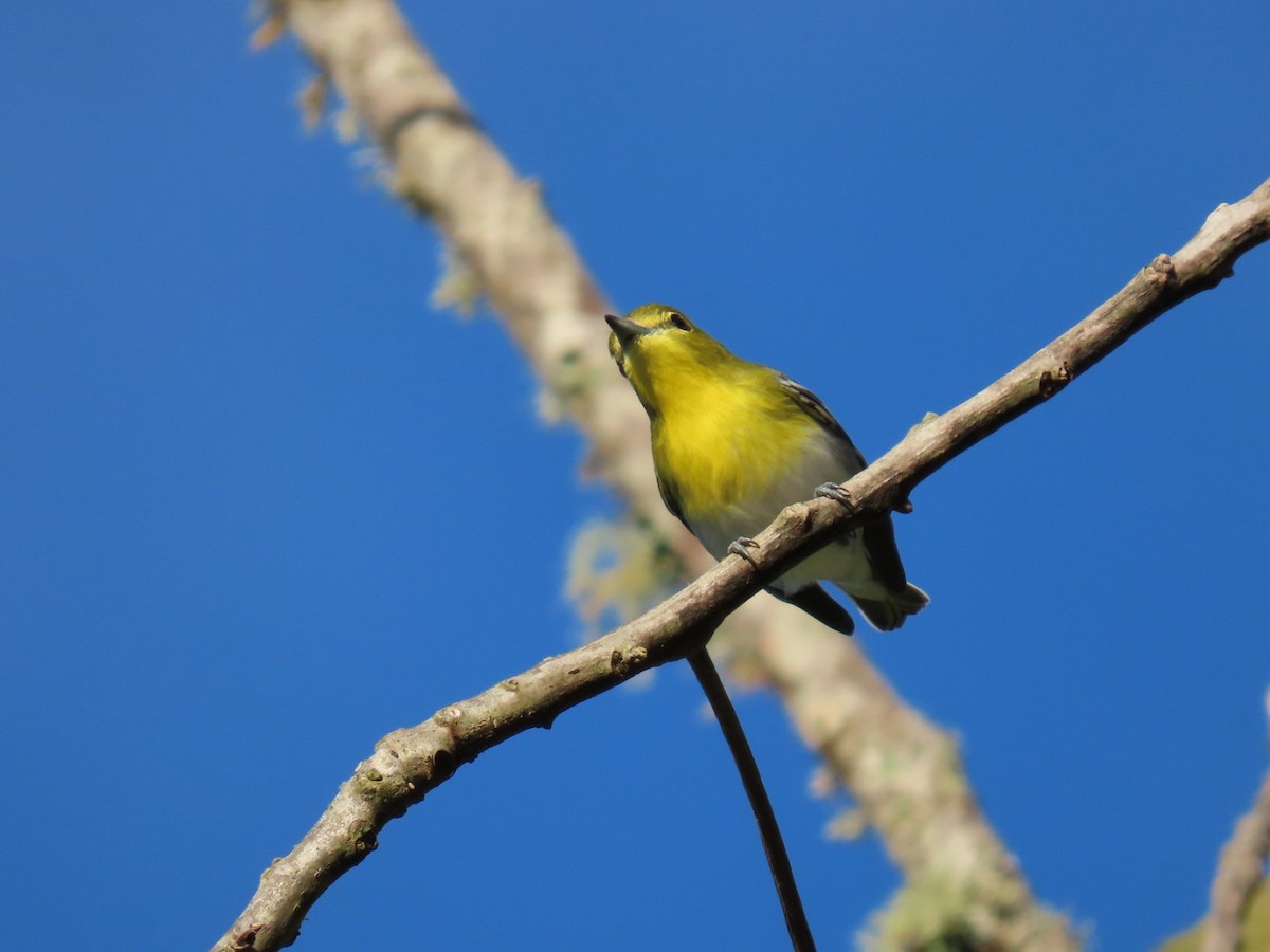 Yellow-throated Vireo - ML612044556