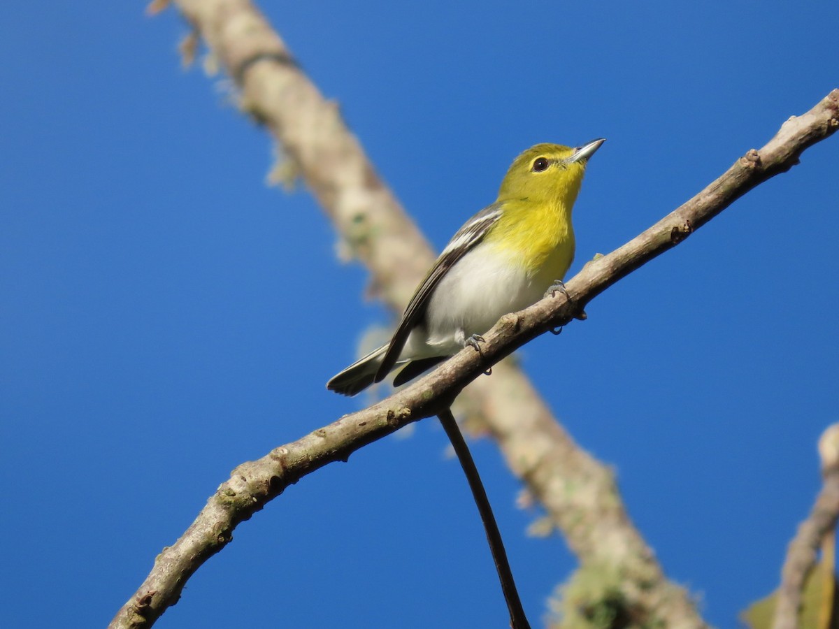 Yellow-throated Vireo - ML612044557