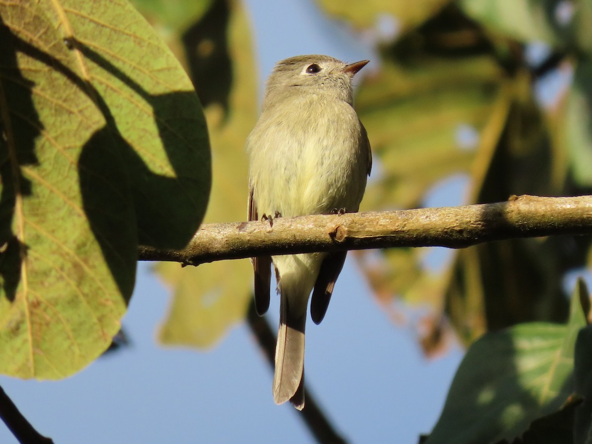 Hammond's Flycatcher - ML612044617