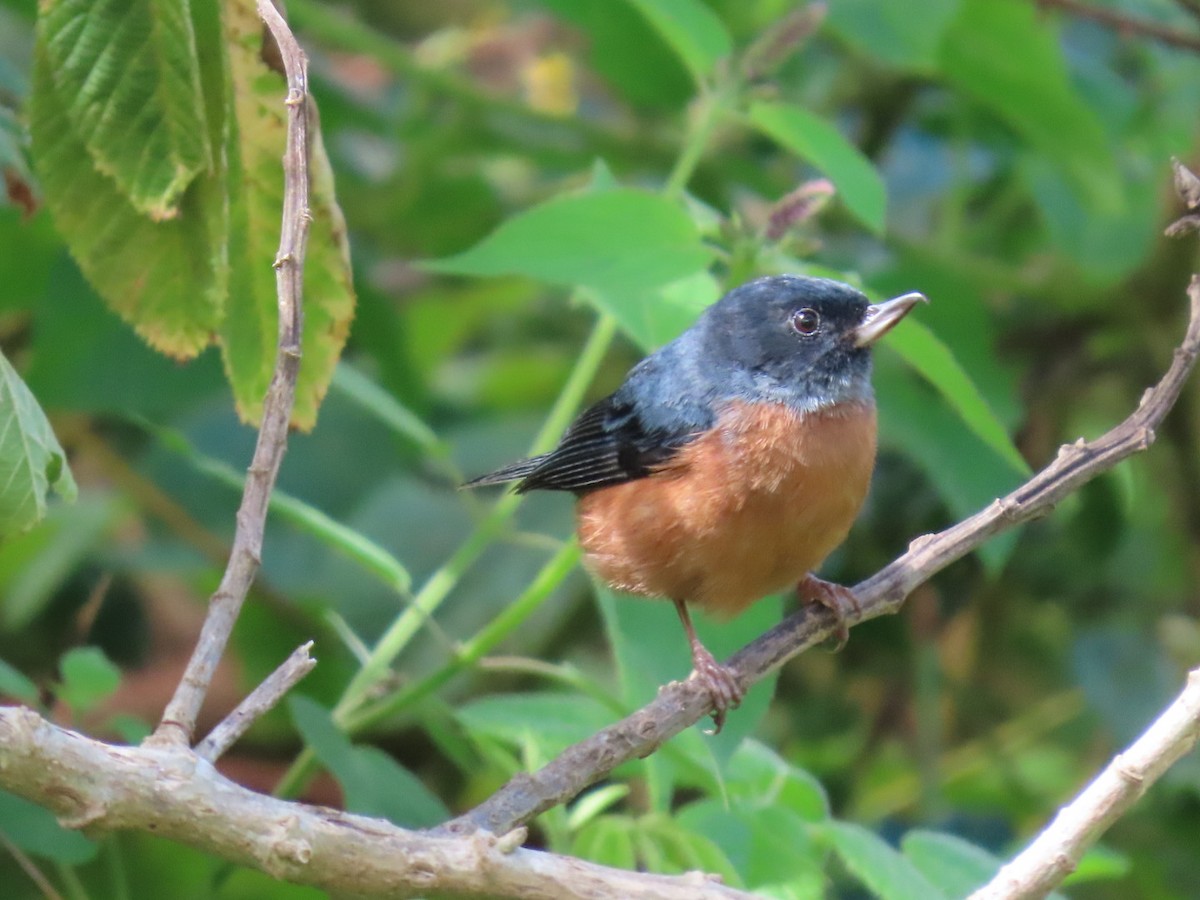 Cinnamon-bellied Flowerpiercer - ML612044669