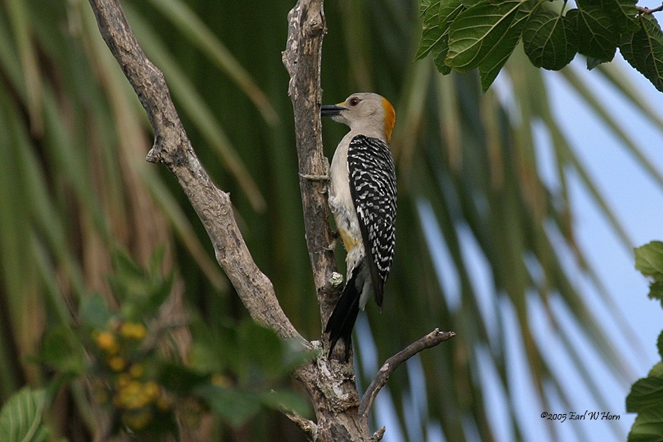 Golden-fronted Woodpecker - ML612044676