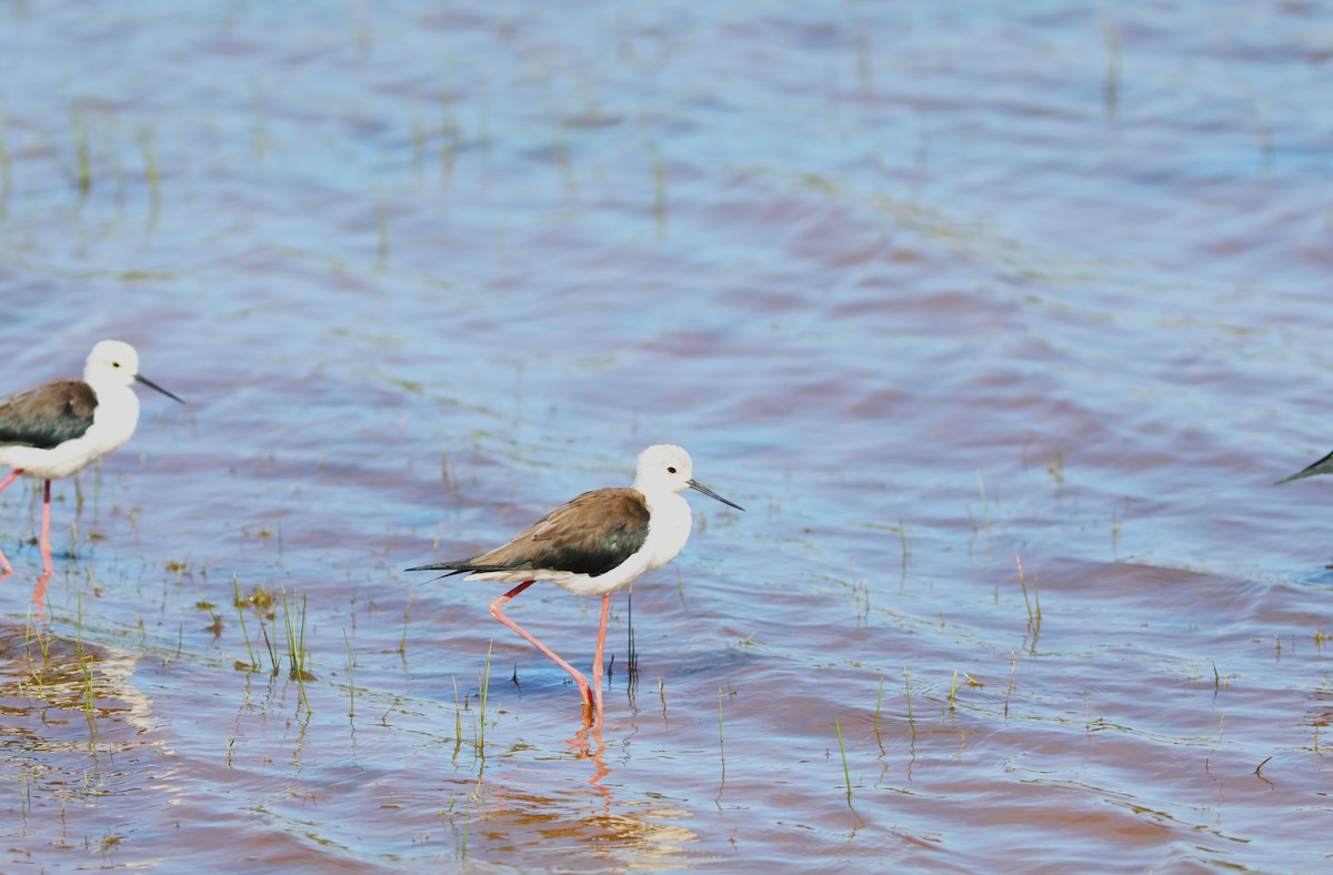 Black-winged Stilt - Rohan van Twest