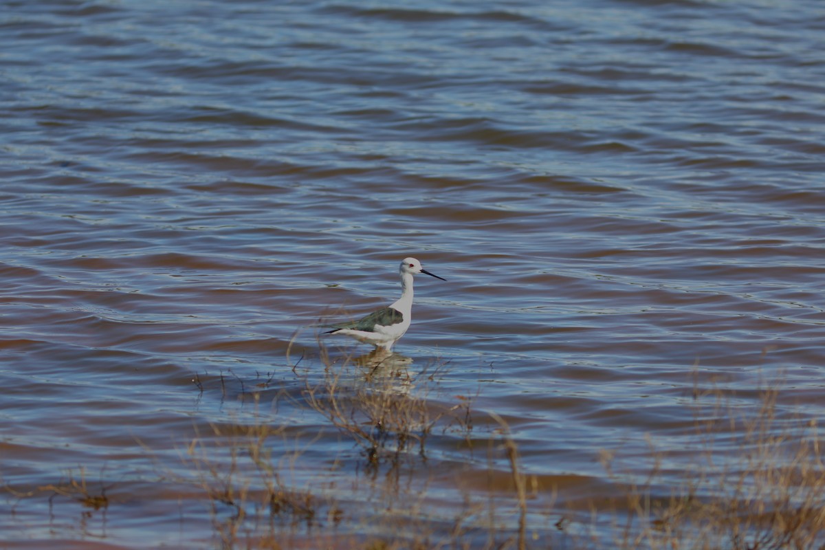 Échasse blanche - ML612044747