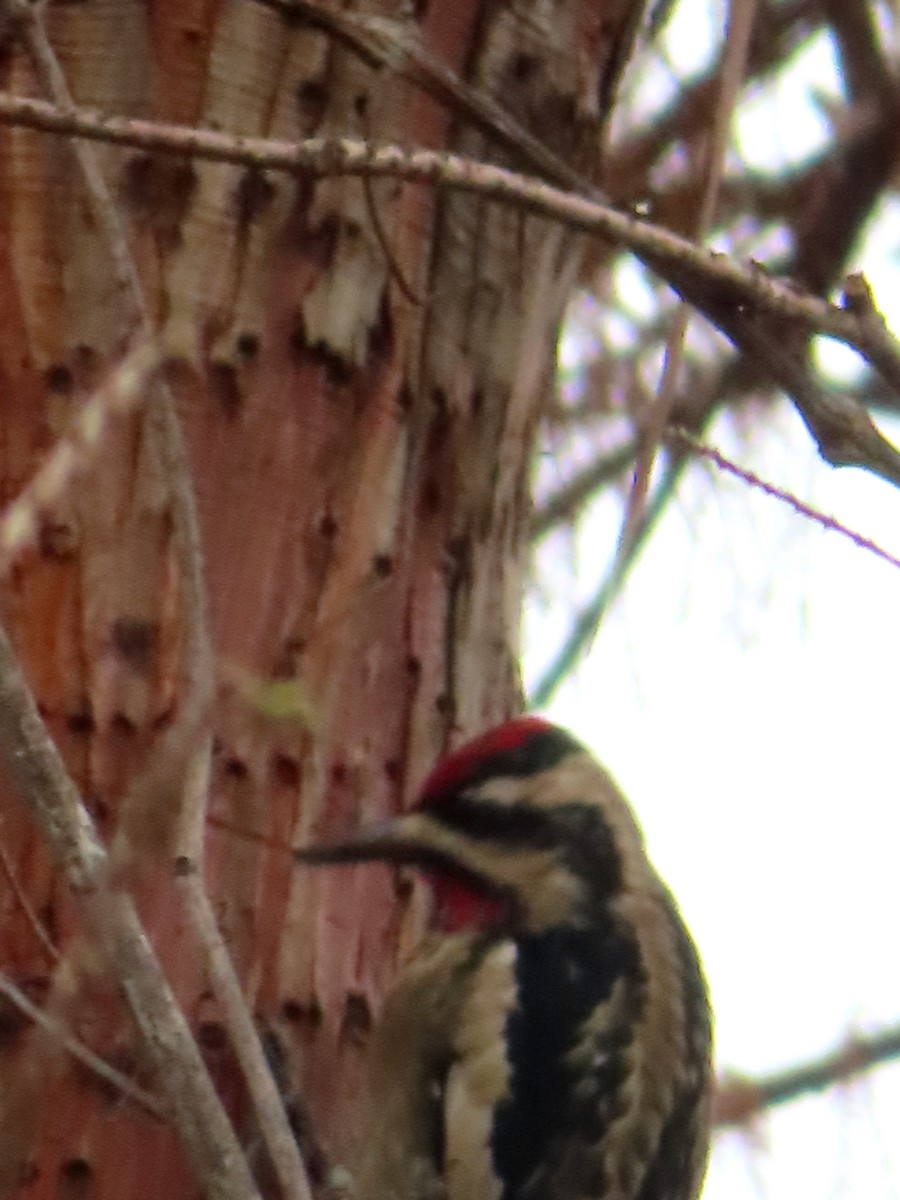 Yellow-bellied Sapsucker - ML612044839