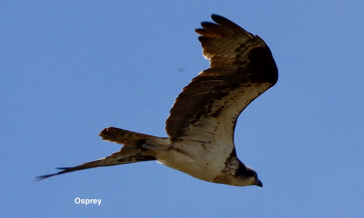 Osprey - ML612044842