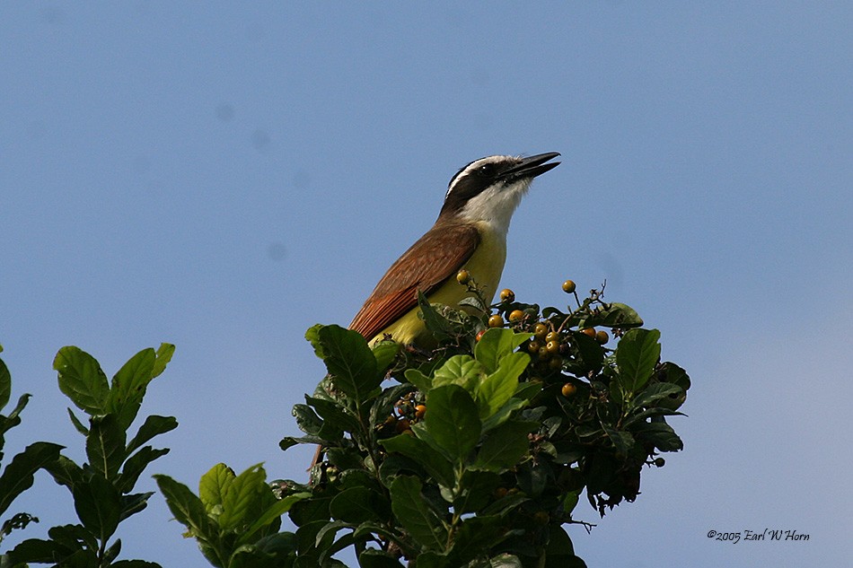 Bienteveo Común - ML612044843