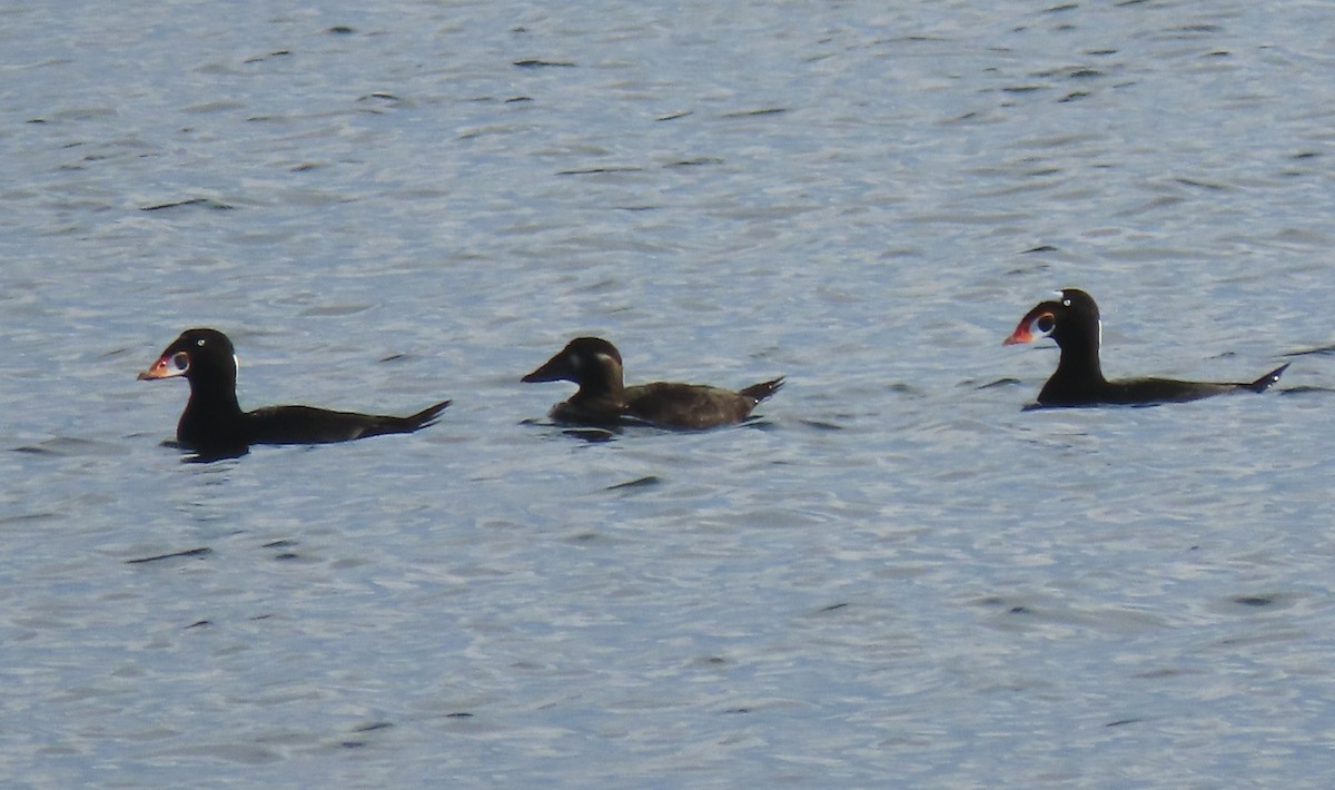 Surf Scoter - Laurie Koepke