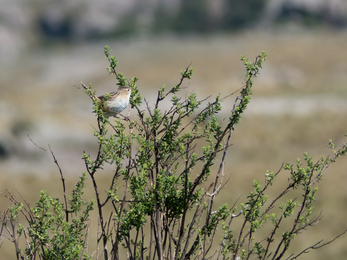 Grass Wren - Santiago Fernandez Bordin