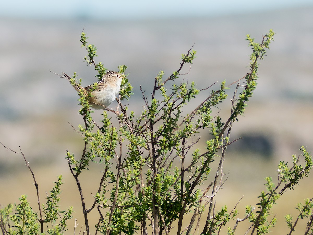 Grass Wren - Santiago Fernandez Bordin