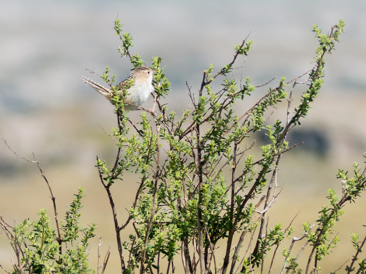 Grass Wren - Santiago Fernandez Bordin