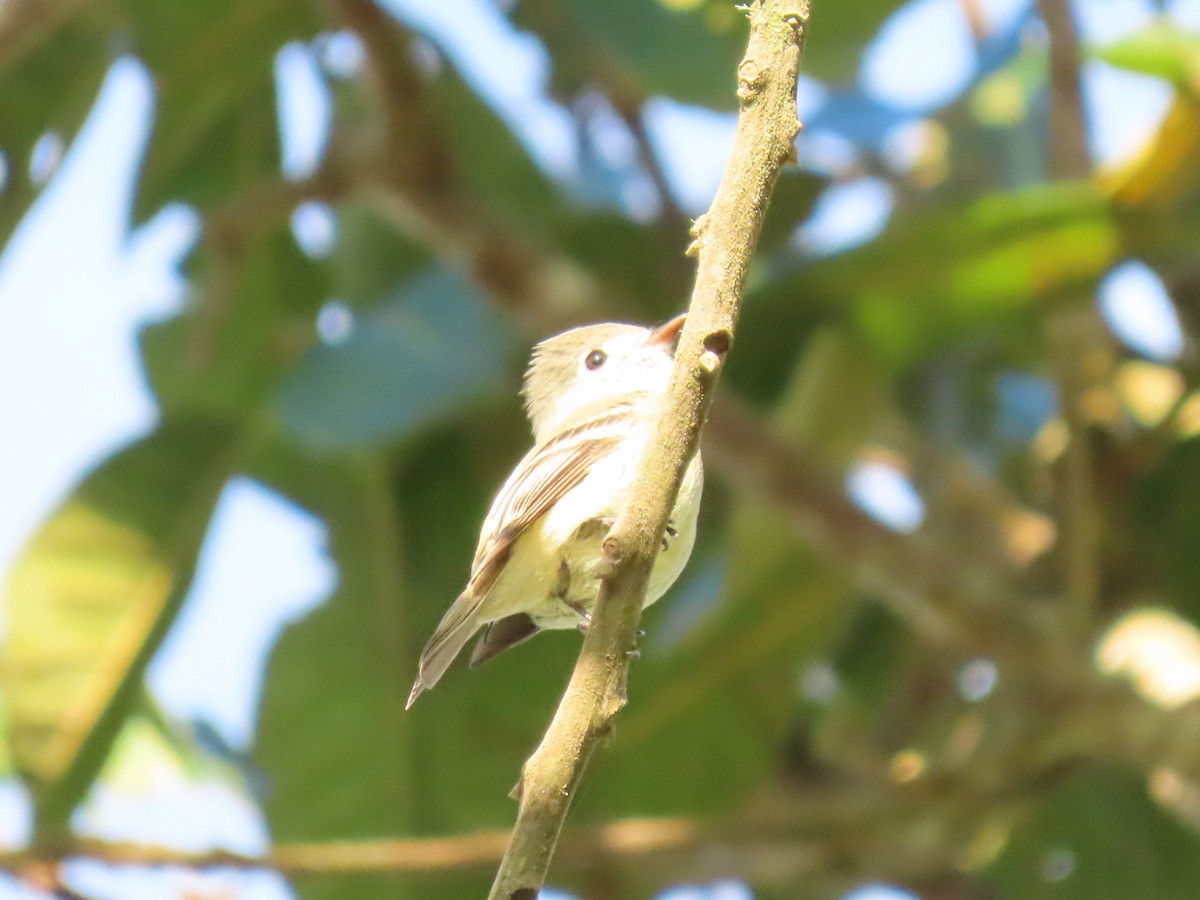 Hammond's Flycatcher - ML612044934