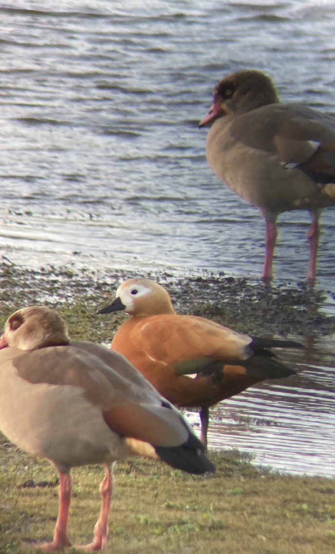 Ruddy Shelduck - ML612044943