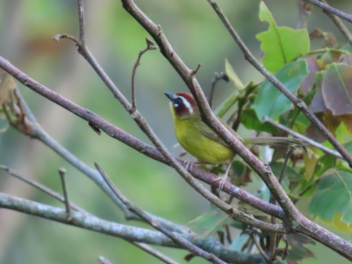 Chestnut-capped Warbler - ML612044955