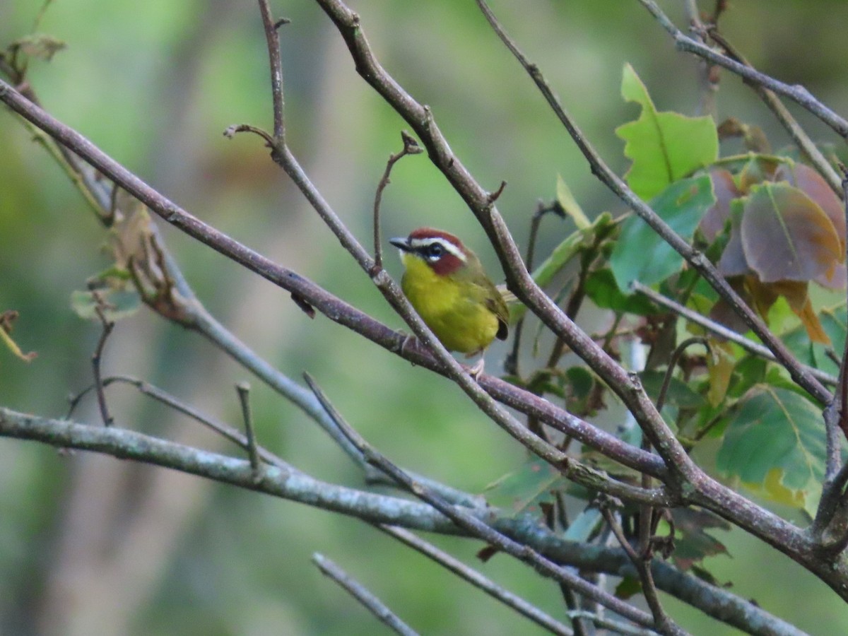 Chestnut-capped Warbler - ML612044956