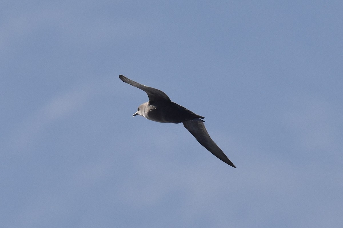 Puffin à bec grêle - ML612044967