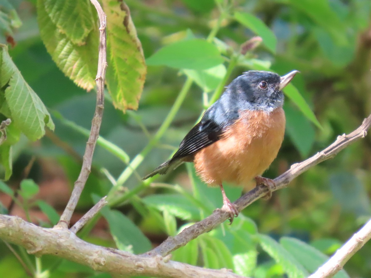 Cinnamon-bellied Flowerpiercer - ML612044972