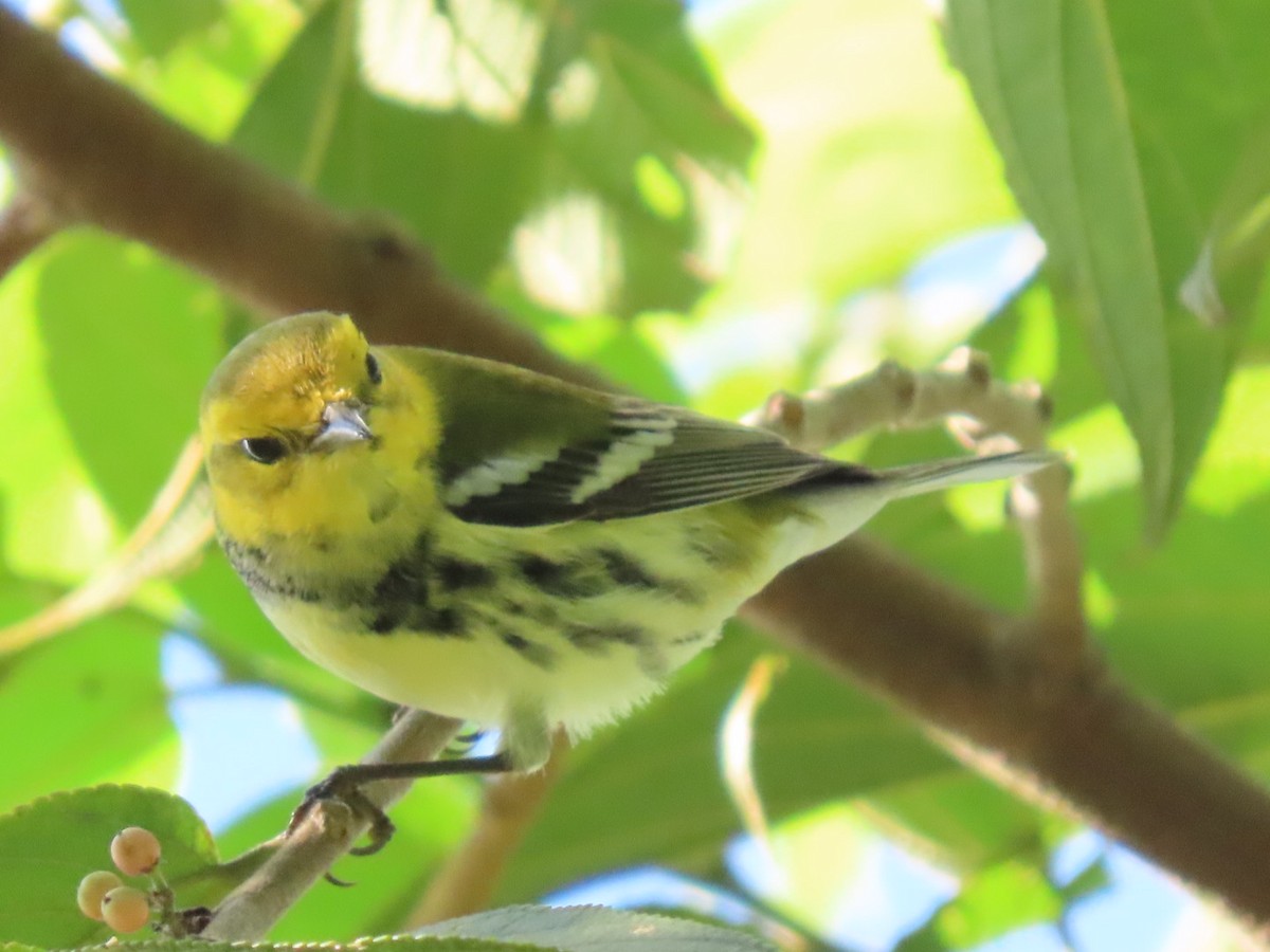 Black-throated Green Warbler - ML612044985