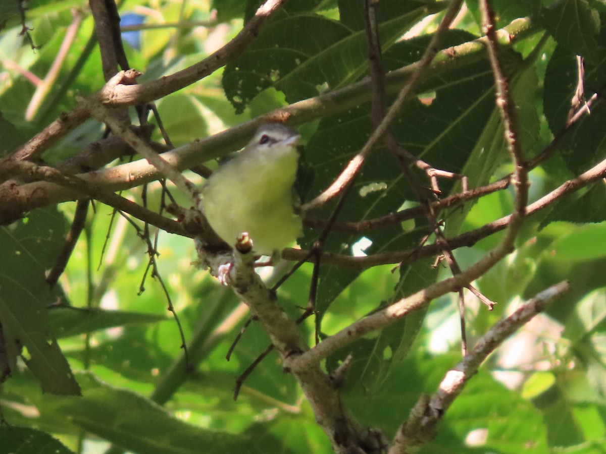 Philadelphia Vireo - ML612045007