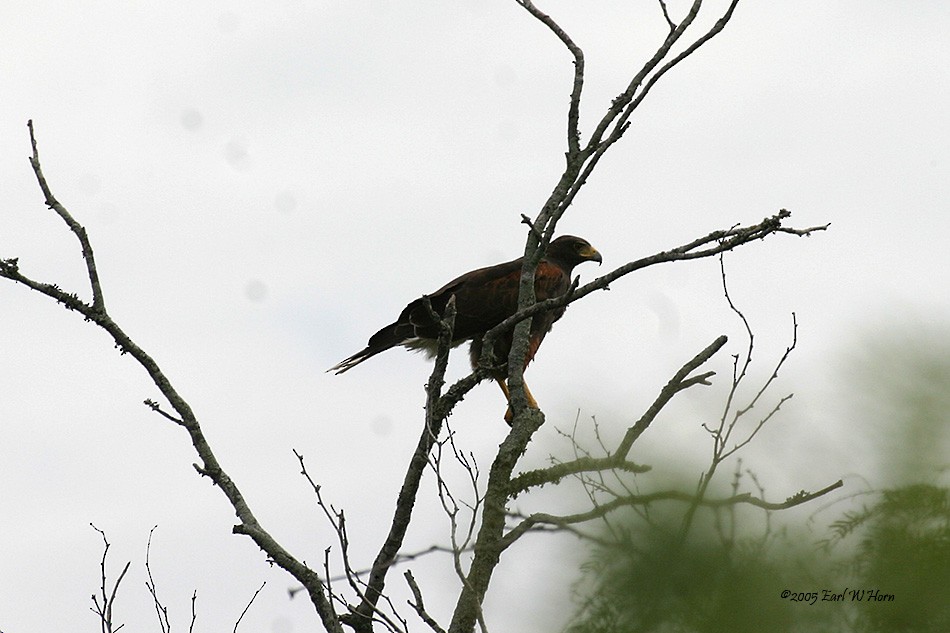 Harris's Hawk - ML612045026