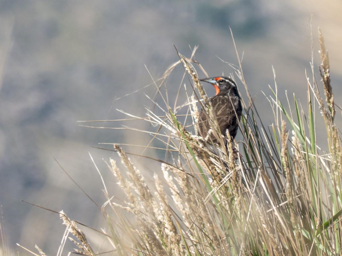 Long-tailed Meadowlark - Santiago Fernandez Bordin