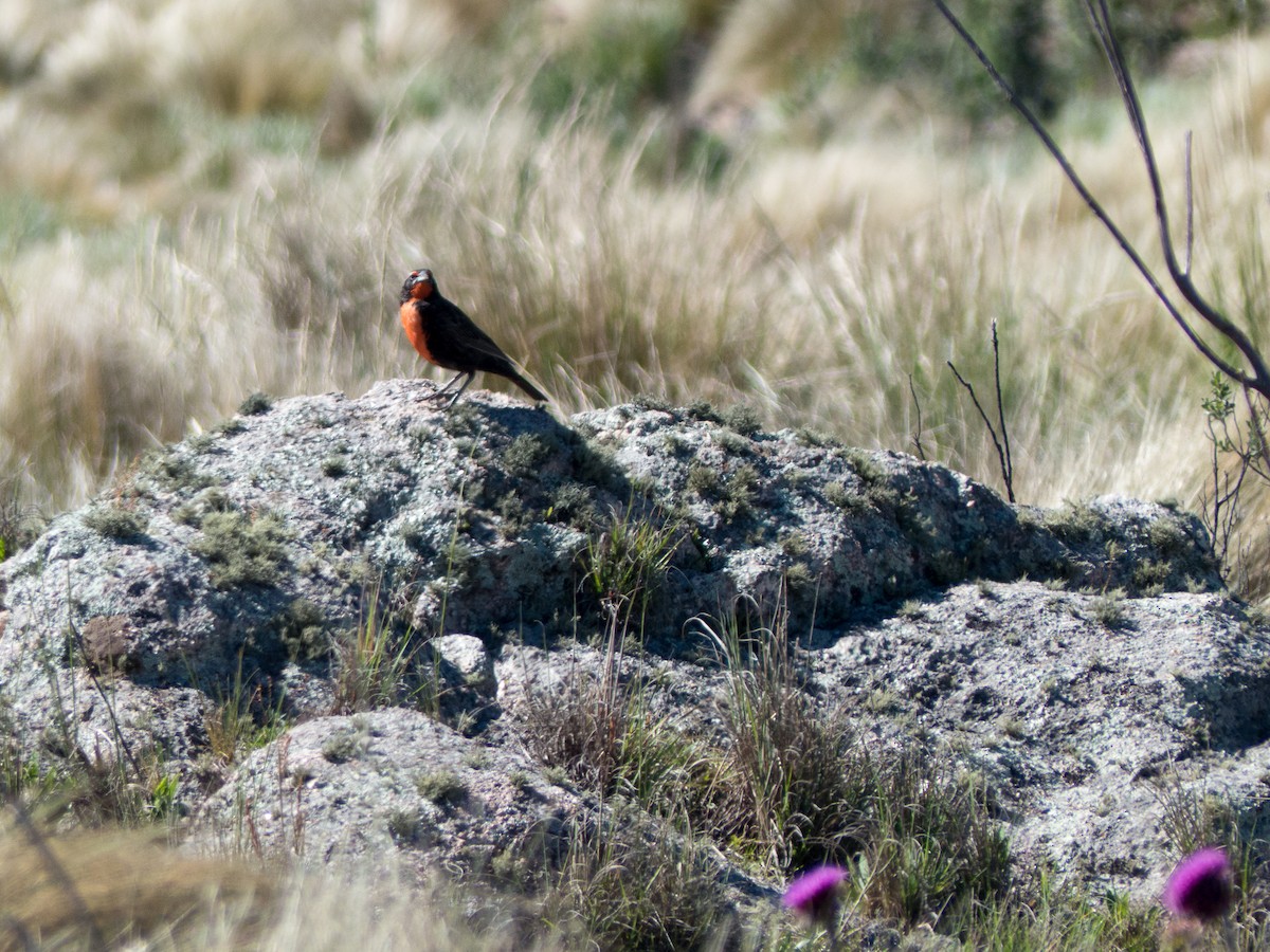 Long-tailed Meadowlark - Santiago Fernandez Bordin